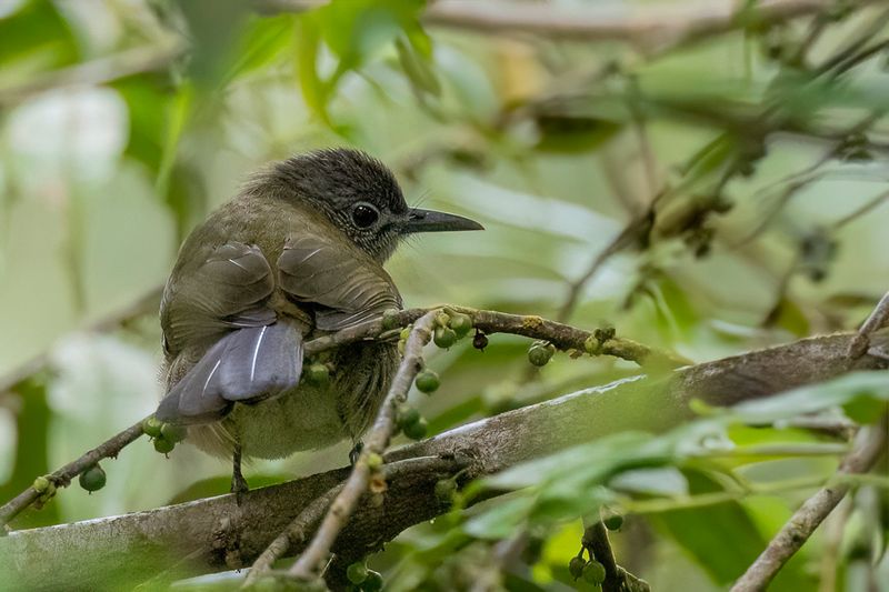 Javan Bulbul