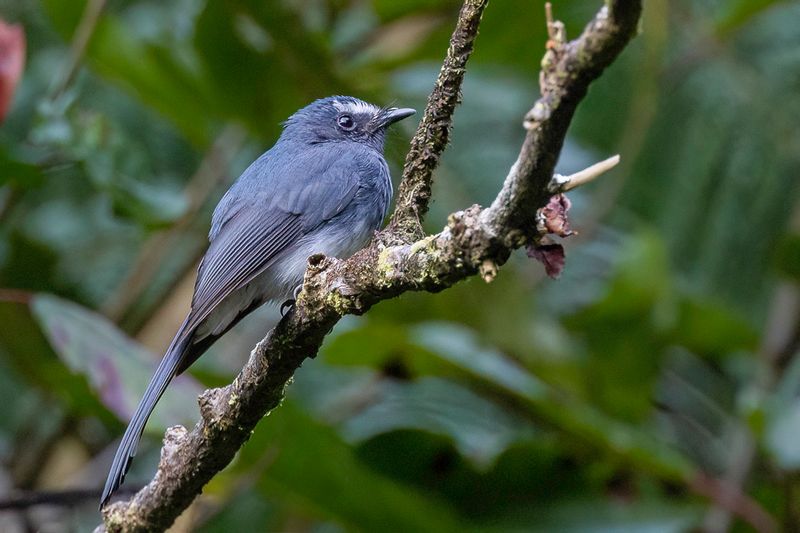 White-bellied Fantail