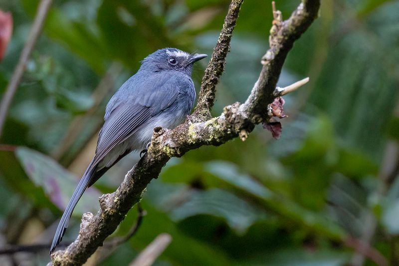 White-bellied Fantail