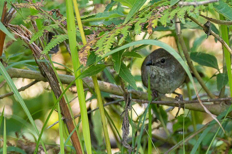 Javan Bush Warbler