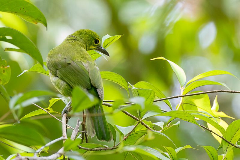 Greater Green Leafbird - Diksnavelbladvogel - Verdin de Sonnerat (imm m)
