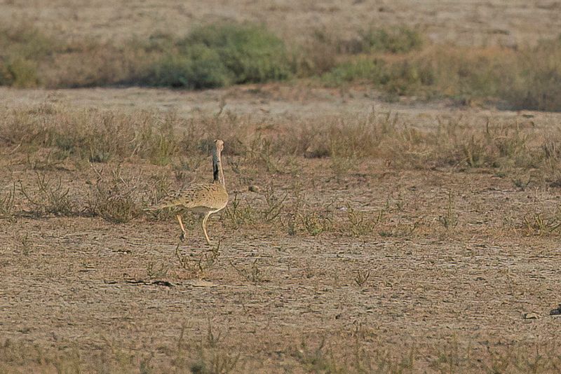 Asian Houbara