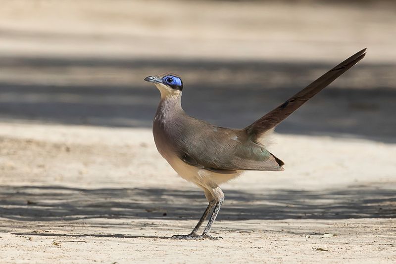 Olive-capped Coua