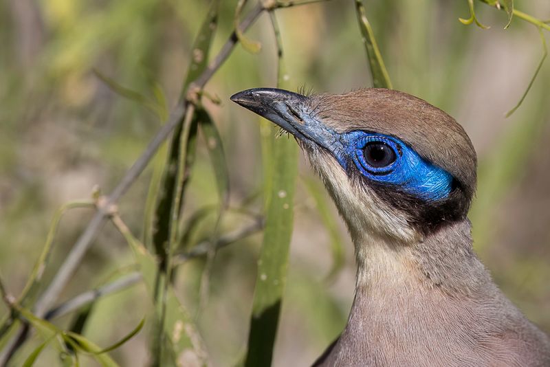 Olive-capped Coua