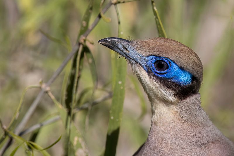 Olive-capped Coua
