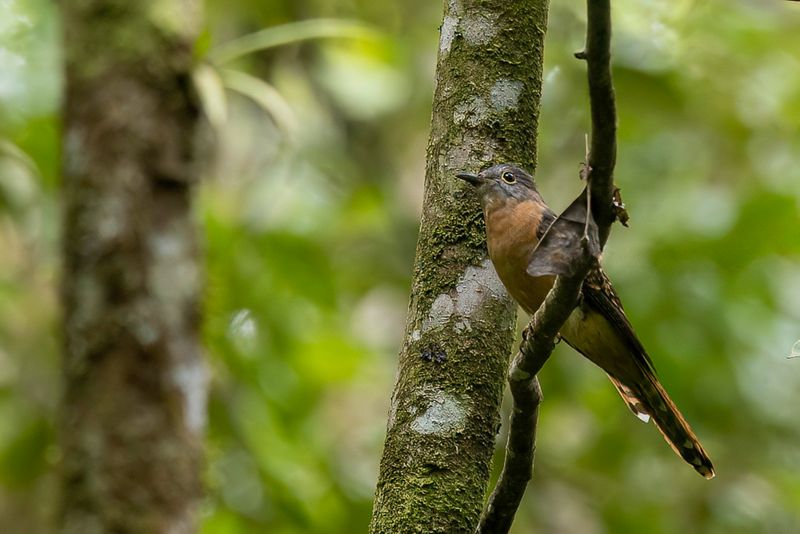 Sunda Brush Cuckoo.JPG