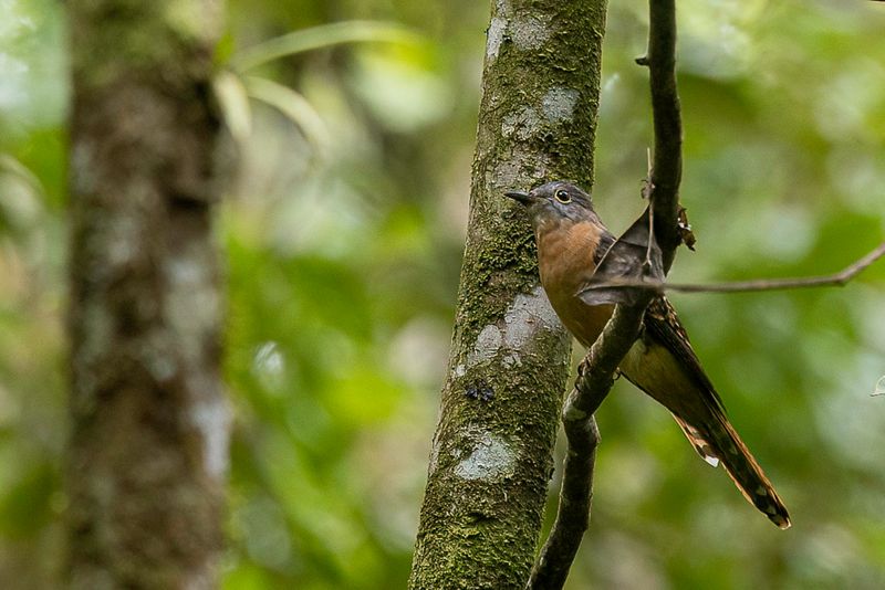 Sunda Brush Cuckoo.JPG