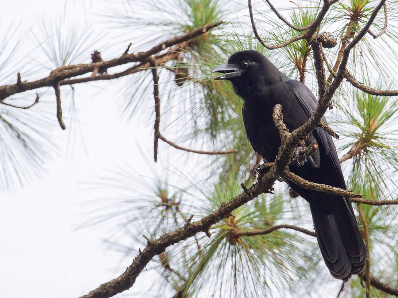 Philippine Jungle Crow