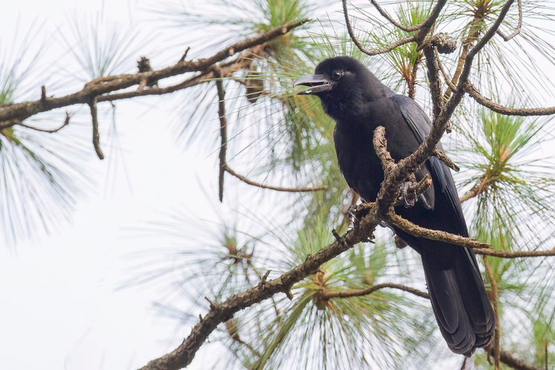 Philippine Jungle Crow