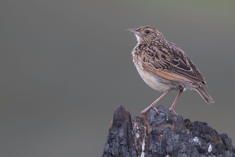 Plateau Lark