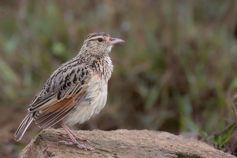 Sentinel Lark