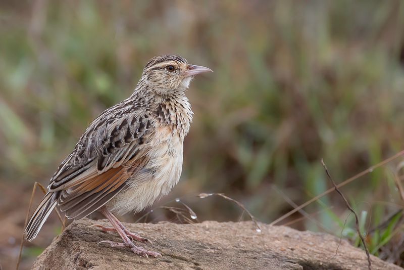 Sentinel Lark