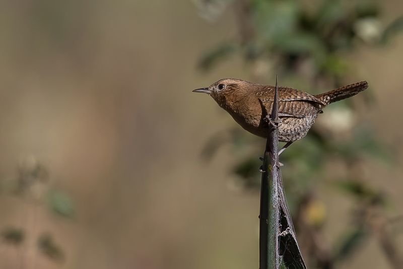 215 Troglodytidae - Wrens
