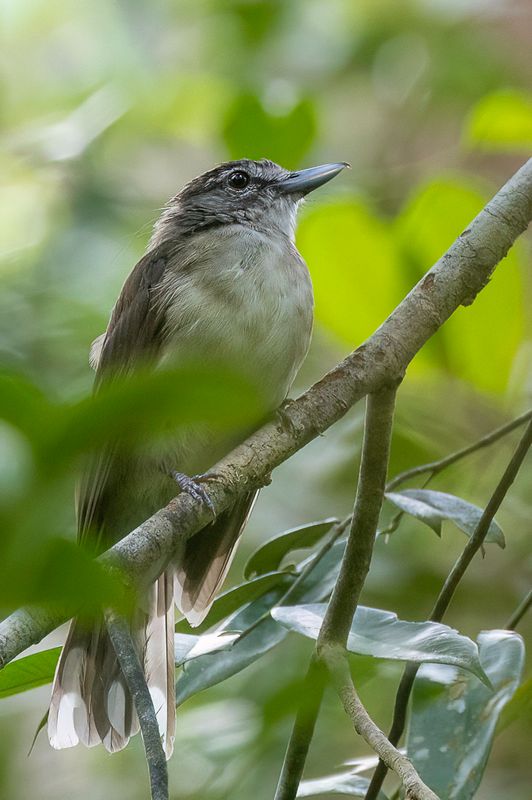 Hook-billed Bulbul