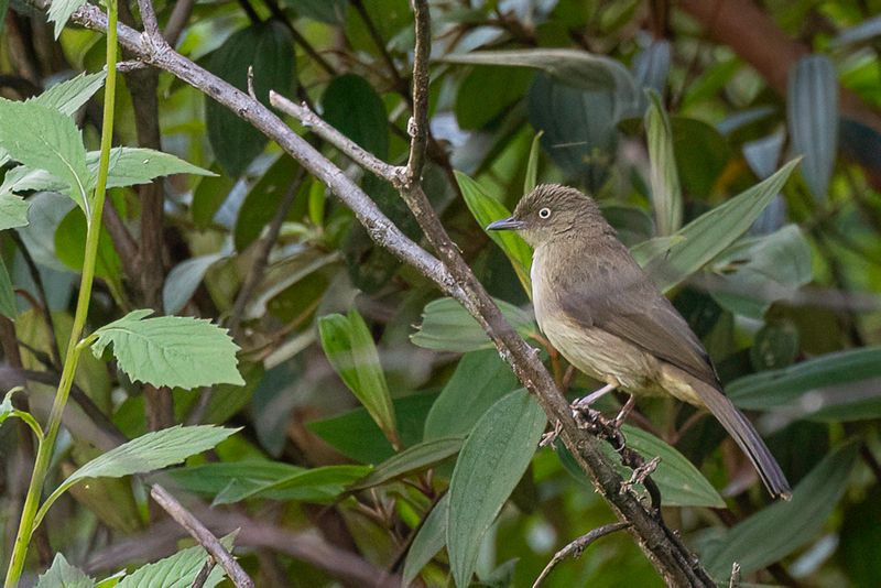 Cream-eyed Bulbul