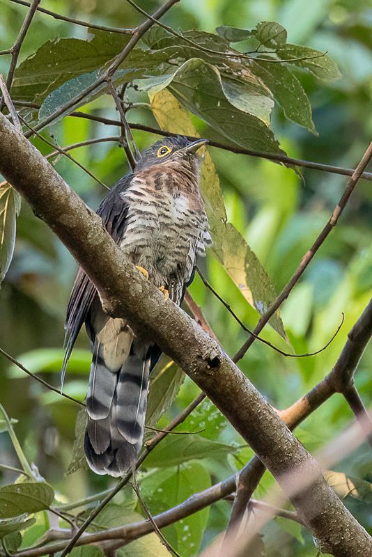 Dark Hawk-Cuckoo