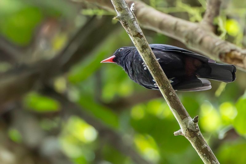 Black Oriole