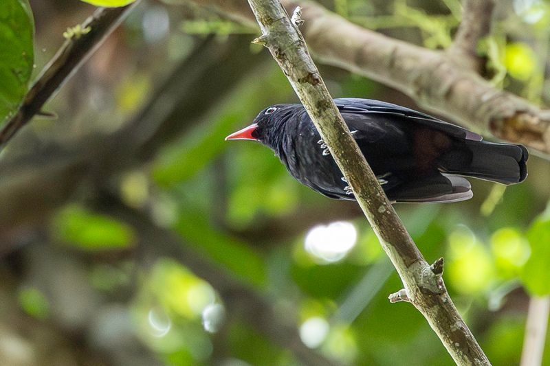 Black Oriole