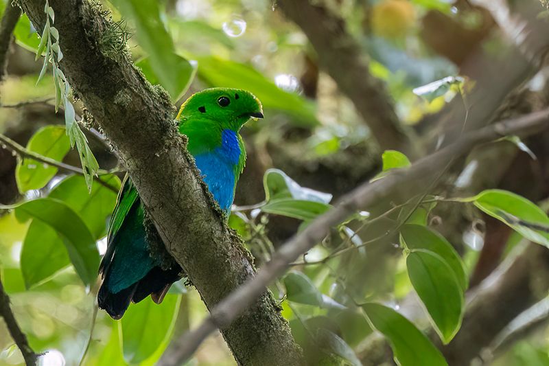 111 Calyptomenidae - African and Green Broadbills