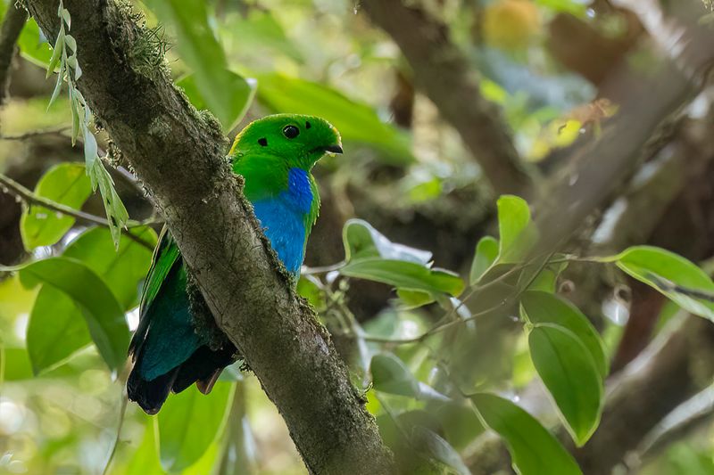 111 Calyptomenidae - African and Green Broadbills