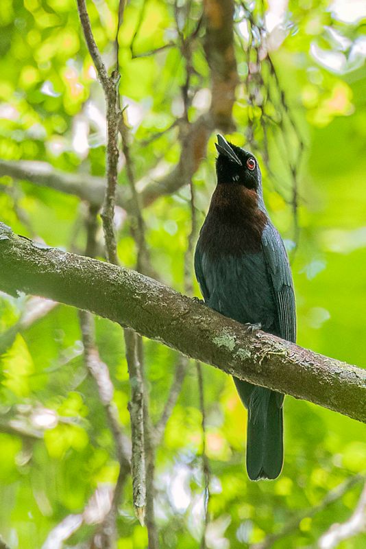 148 Vangidae - Vangas, Helmetshrikes, and Allies