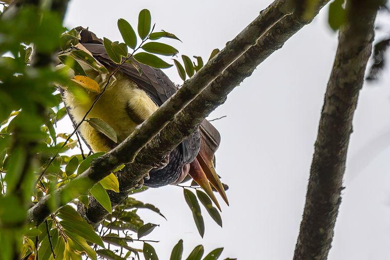 Helmeted Hornbill
