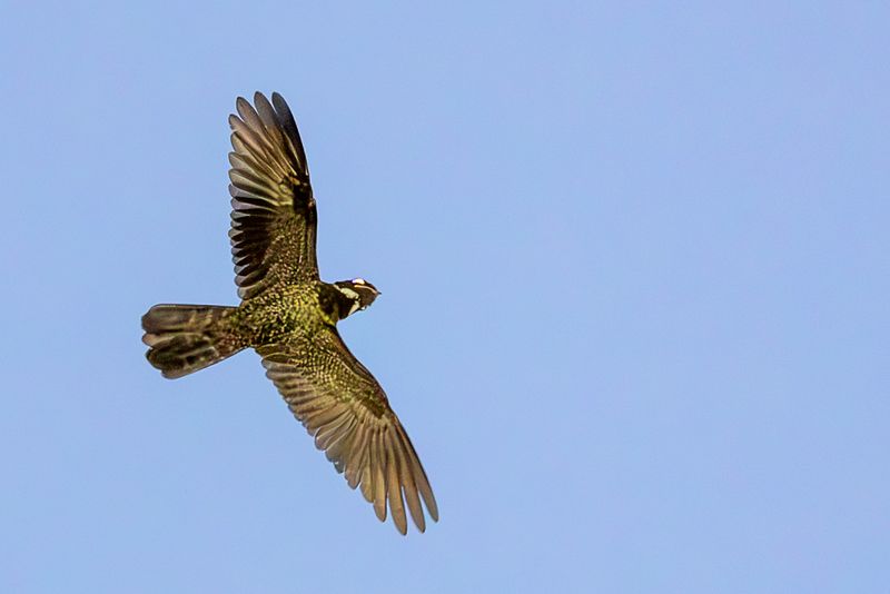 Malaysian Eared Nightjar