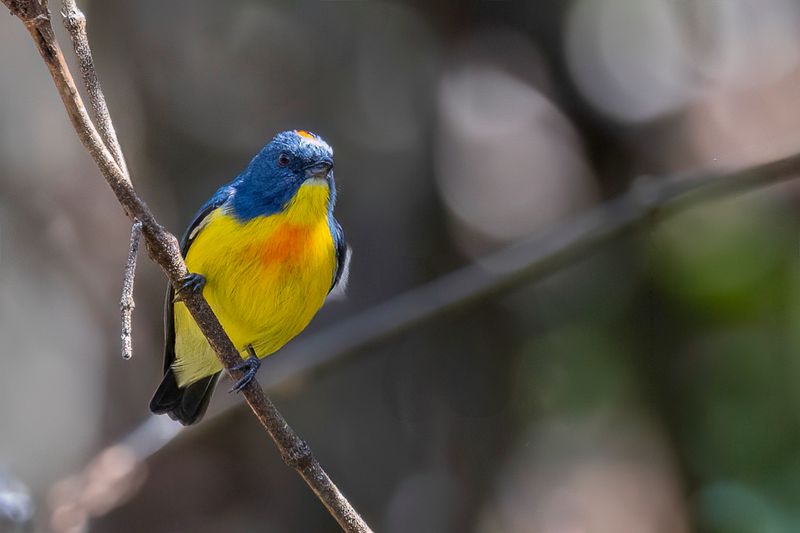 Yellow-rumped Flowerpecker (m)