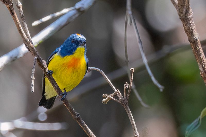 Yellow-rumped Flowerpecker (m)