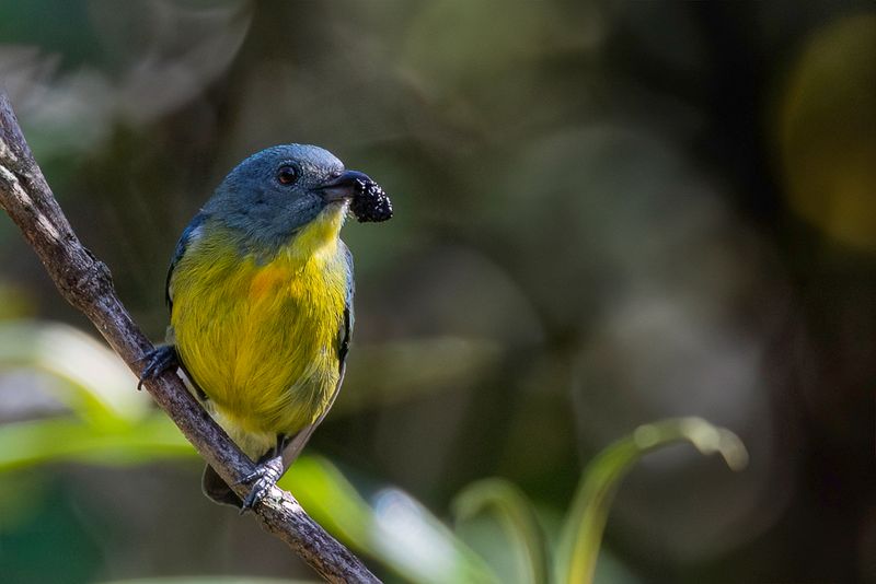 Yellow-rumped Flowerpecker (f)