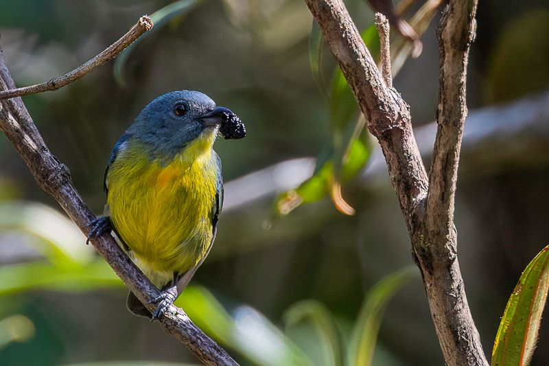 Yellow-rumped Flowerpecker (f)