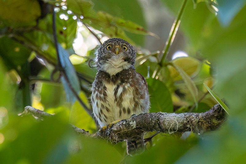 Sunda Owlet