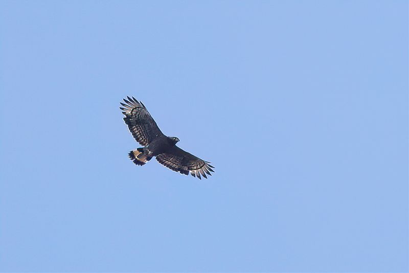 Mountain Serpent Eagle