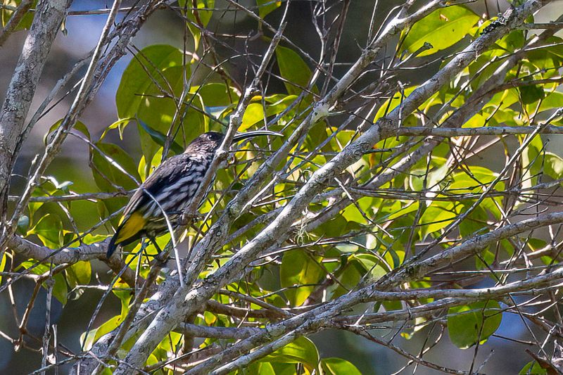 Whitehead's Spiderhunter