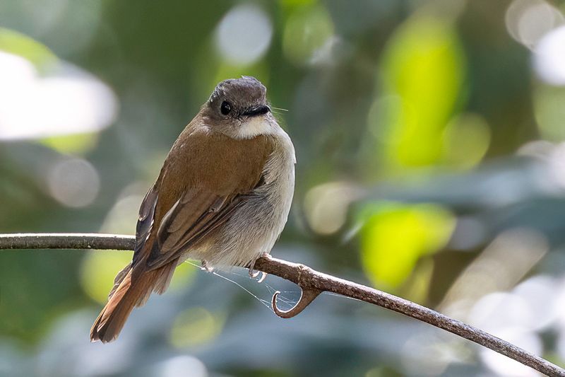 Crocker Jungle Flycatcher