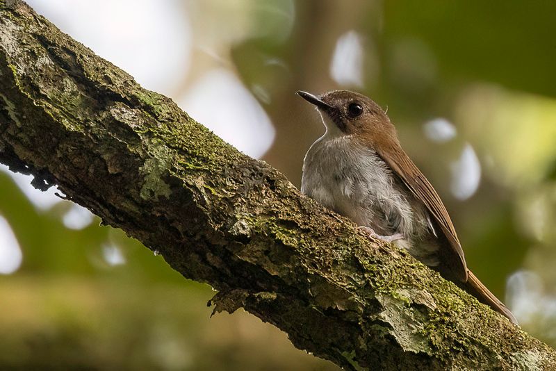 Grey-chested Jungle Flycatcher
