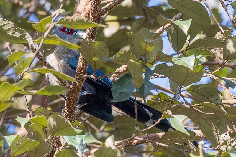 Black-bellied Malkoha