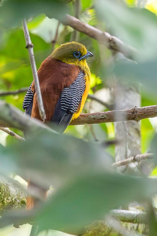 Orange-breasted Trogon (m)