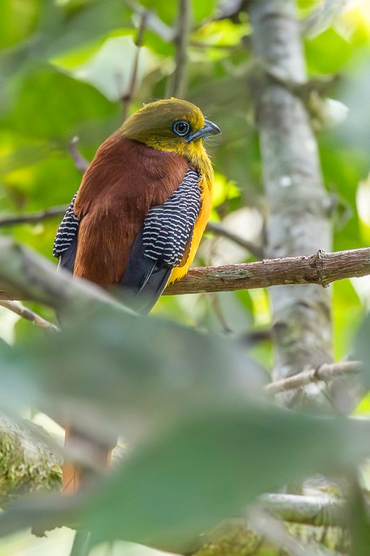 Orange-breasted Trogon (m)