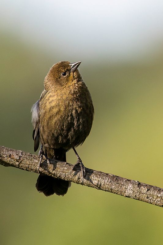Shiny Cowbird - Glanskoevogel - Vacher luisant (f)