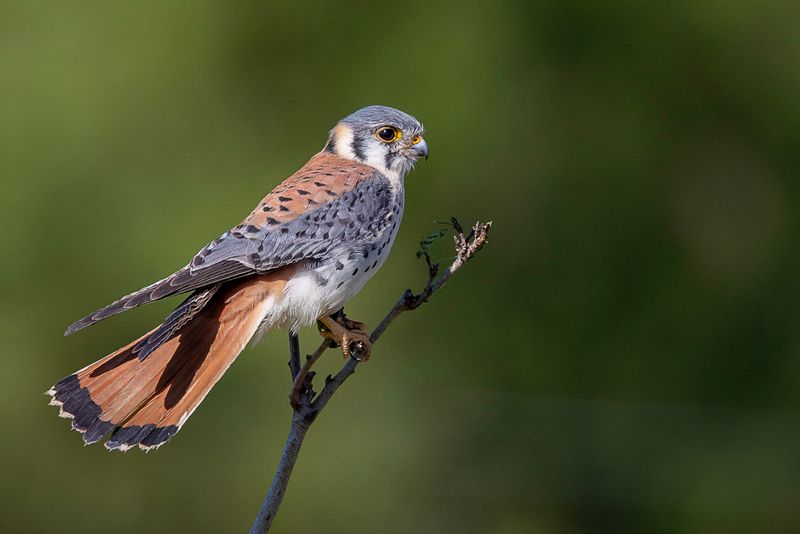 American Kestrel - Amerikaanse Torenvalk - Crcerelle dAmrique