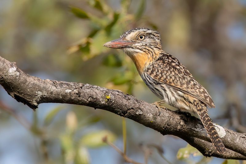 Spot-backed Puffbird - Vlekrugbaardkoekoek - Tamatia tamajac