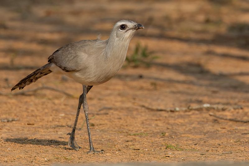 Black-legged Seriema - Burmeisters Seriema - Cariama de Burmeister