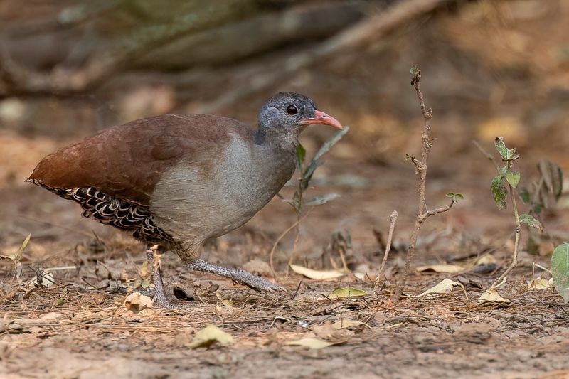 Tataupa Tinamou - Tataupatinamoe - Tinamou tataupa