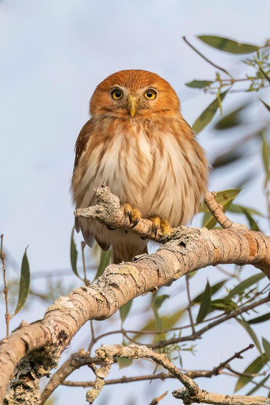 Ferruginous Pygmy Owl - Braziliaanse Dwerguil - Chevchette brune
