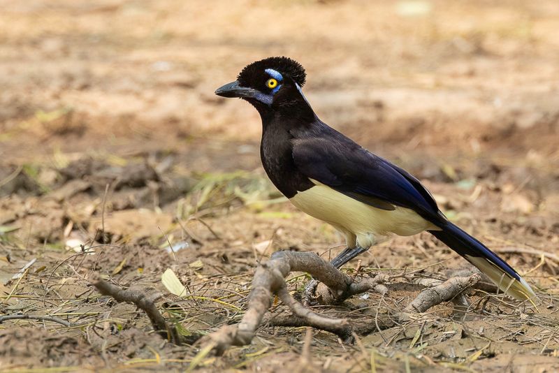 Plush-crested Jay - Pluchekapgaai - Geai acah