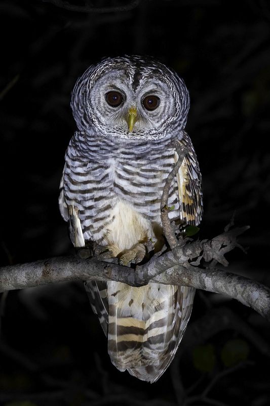 Chaco Owl - Chacobosuil - Chouette du Chaco