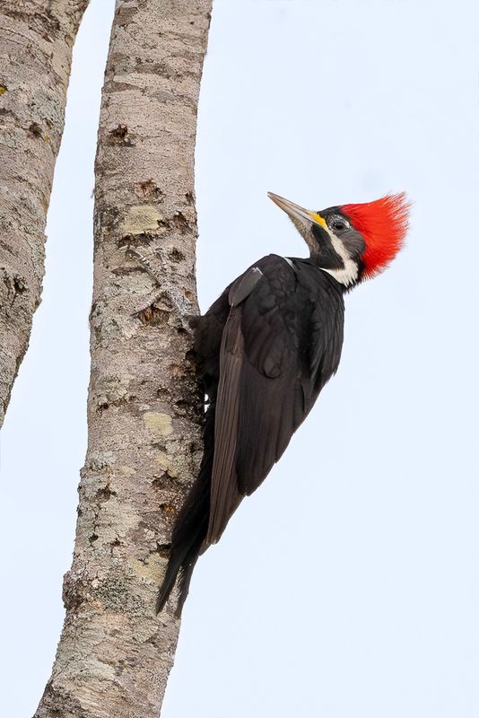 Black-bodied Woodpecker - Zwartbuikhelmspecht - Pic lucifer