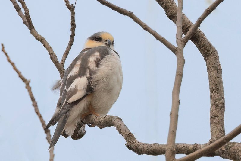 Pearl Kite - Parelwouw - lanion perle