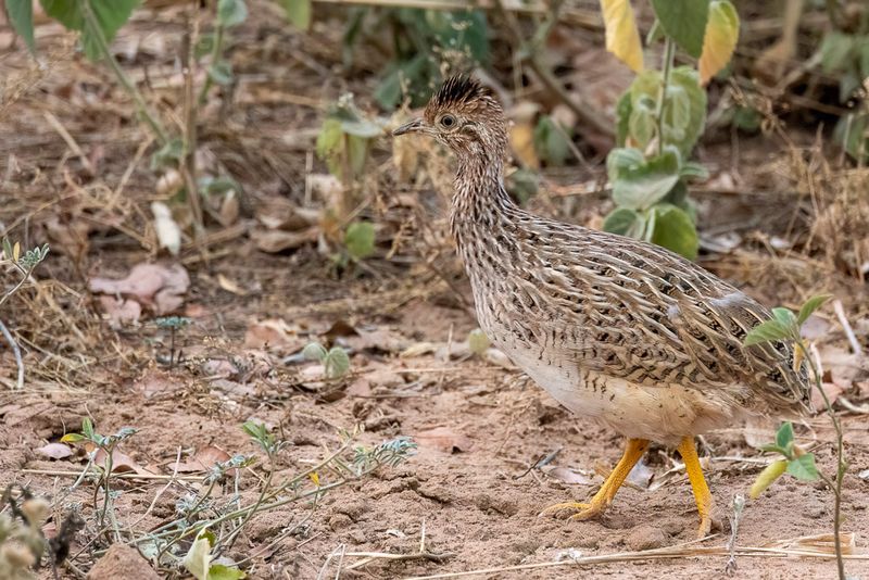 White-bellied Nothura - Witbuiknothura - Tinamou boraquira